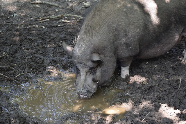 PG模拟器 - PG模拟器官方网站 - PG emulator